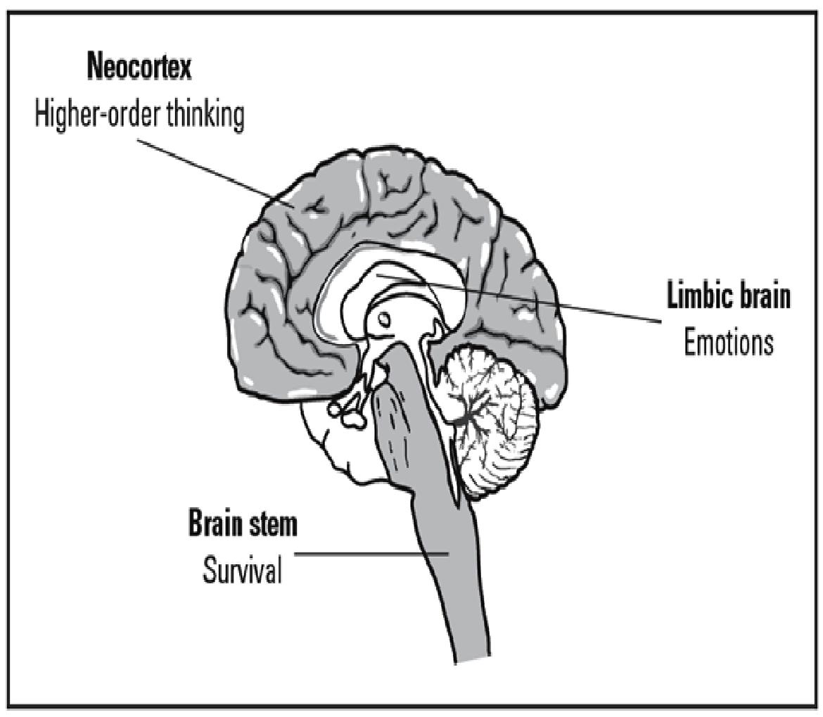 neo cortex description